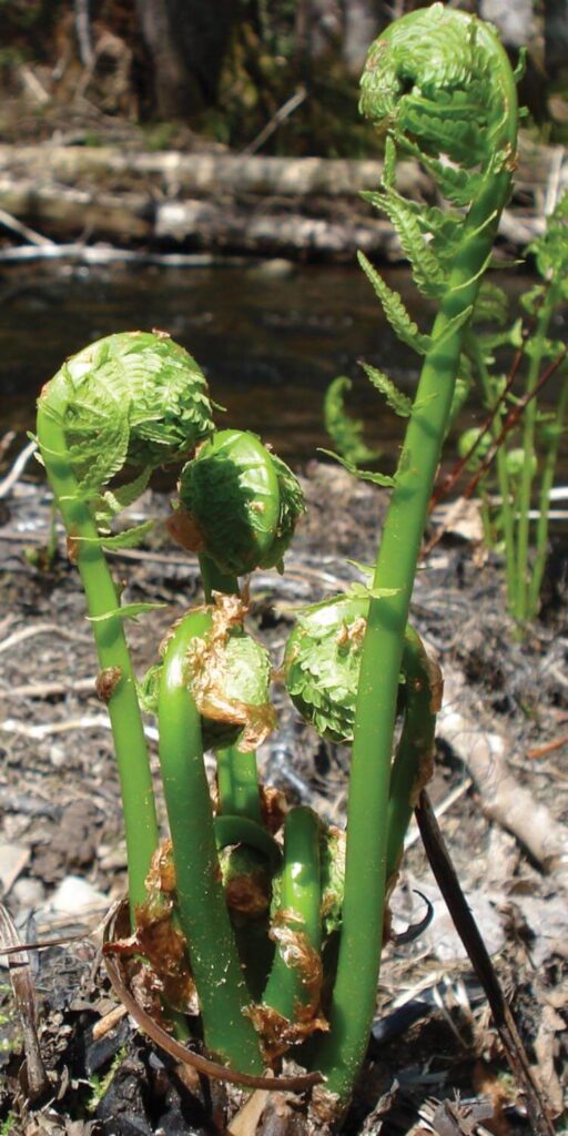 Fiddleheads