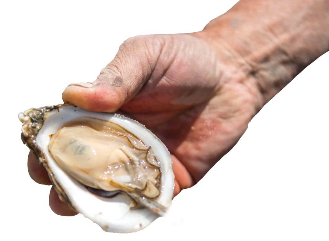 Hand holding an oyster in a shell