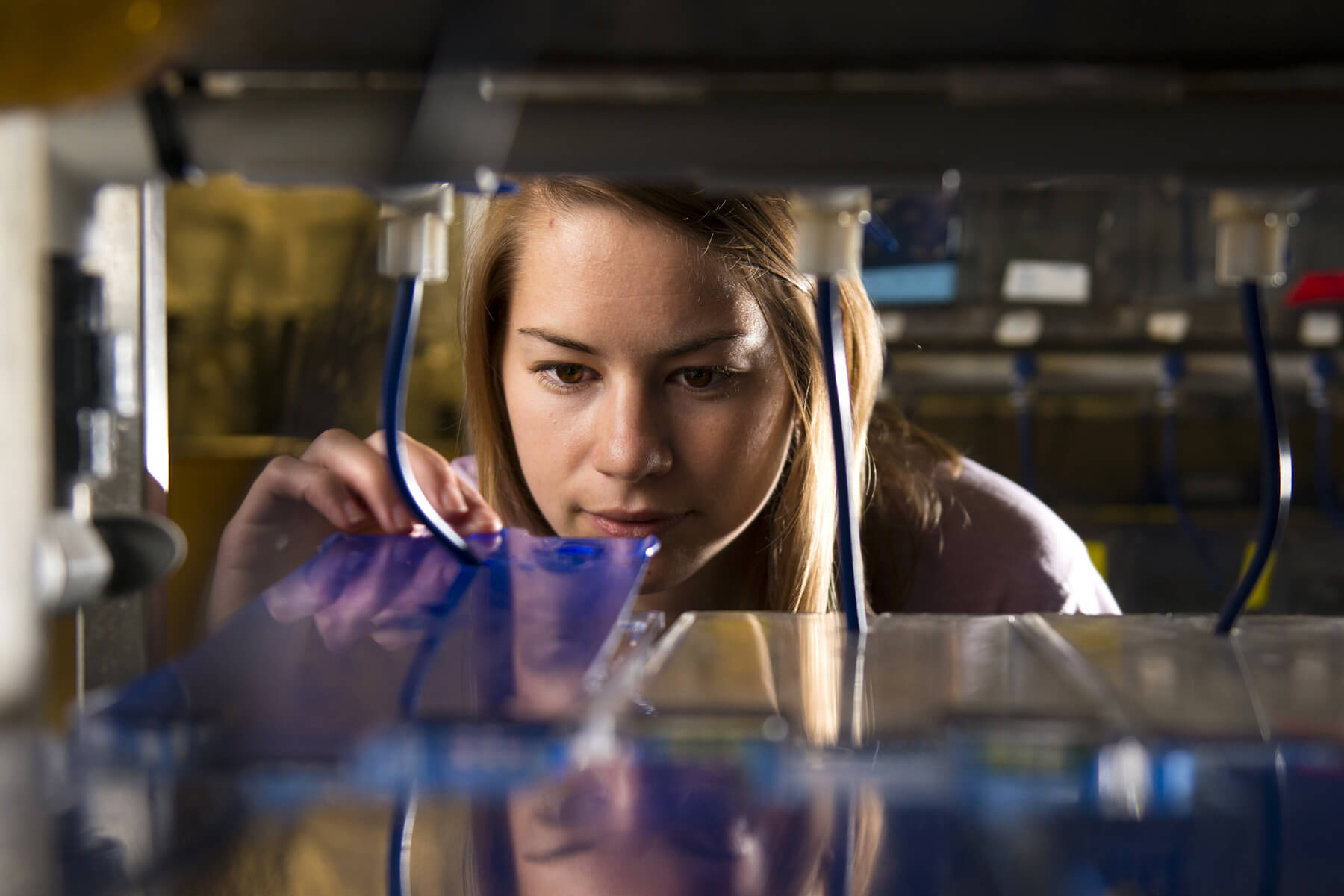 Elisabeth Kilroy studying zebrafish