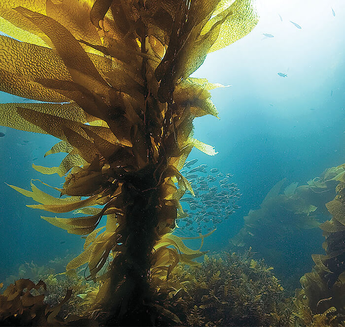 Kelp forest