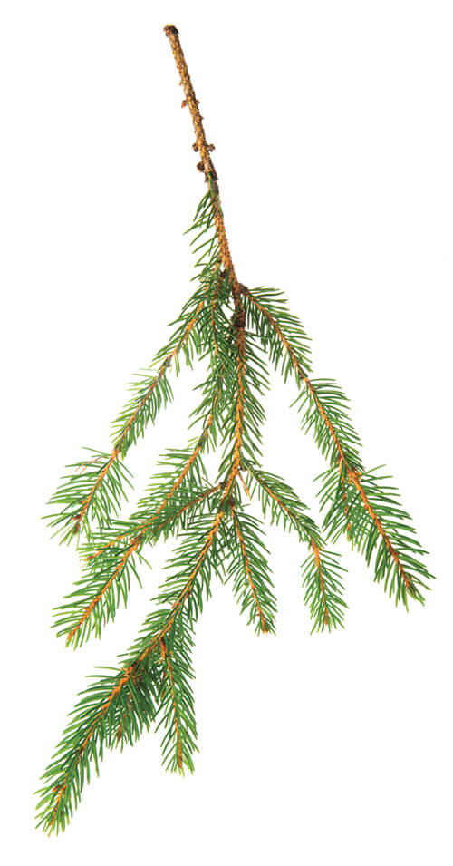 Norway spruce branch