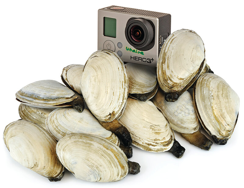 Clams and a GoPro camera