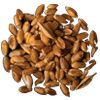Common wheat