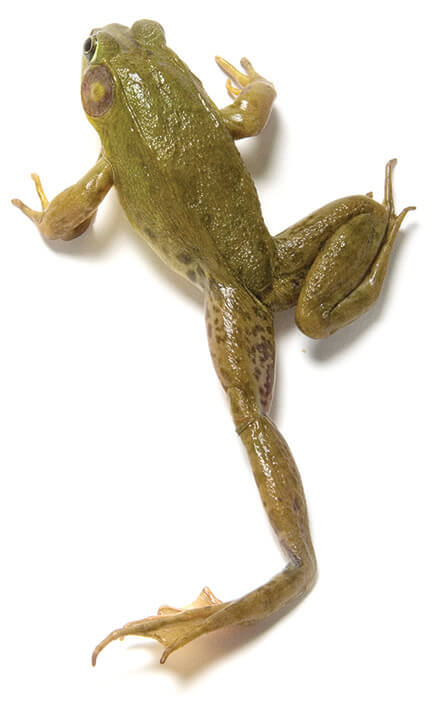 Frog