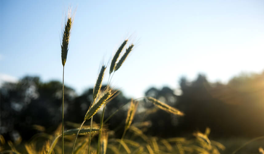 Grain field at sunset
