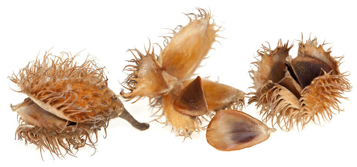 Seeds