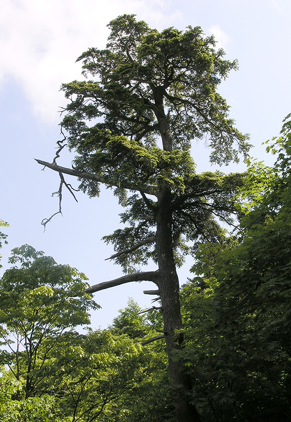 Ulleungdo hemlock