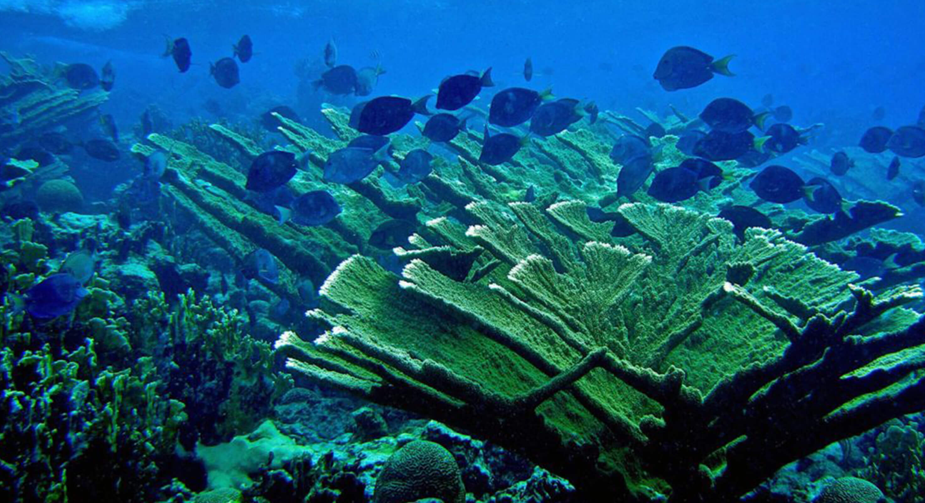 Steneck-corals-news-feature-1024x578-1-1
