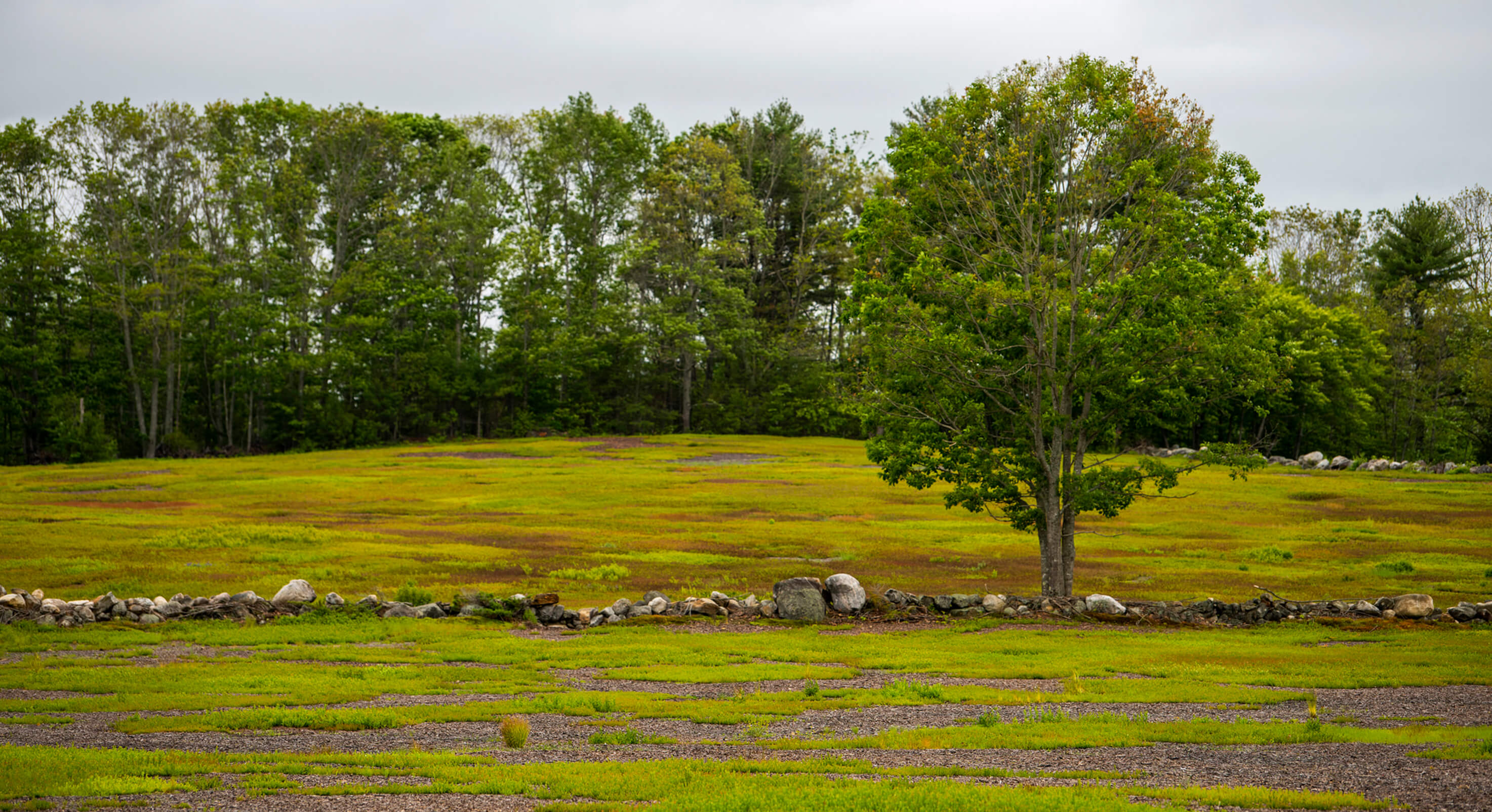 Blueberry-field-1-1