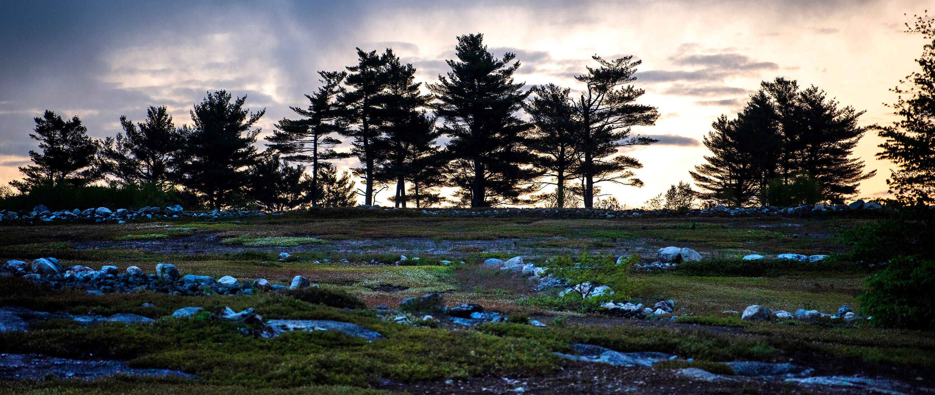 Blueberry-field-2.jpg