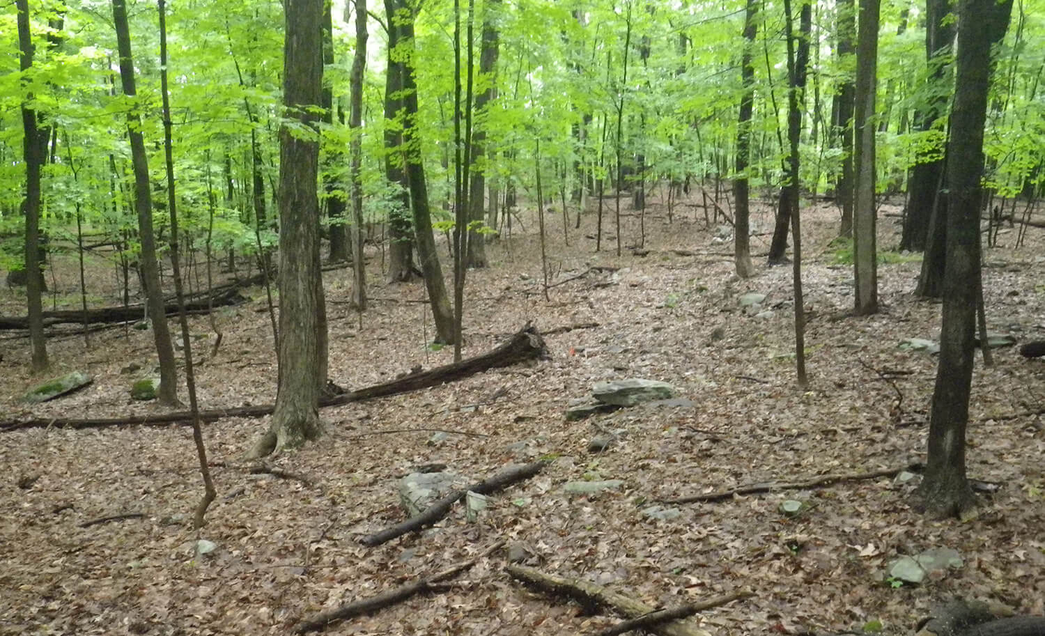 Image of trees in the forest