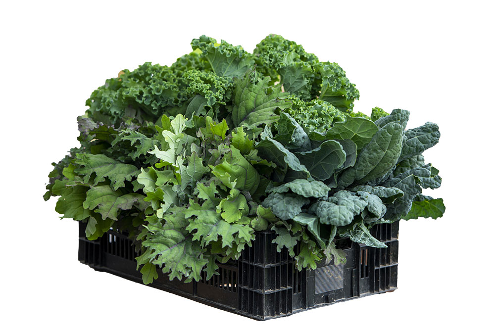 Crate of lettuce and other greens