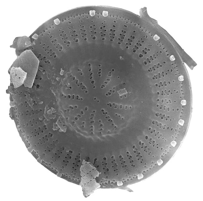 Discostella stelligera