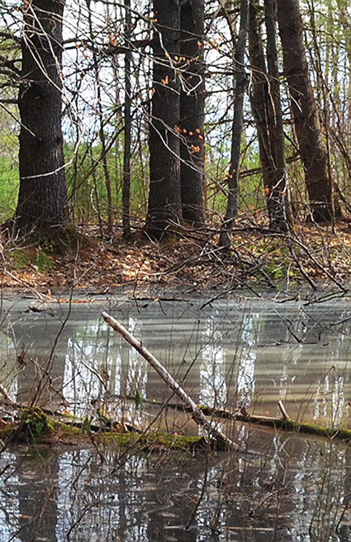 Vernal pool