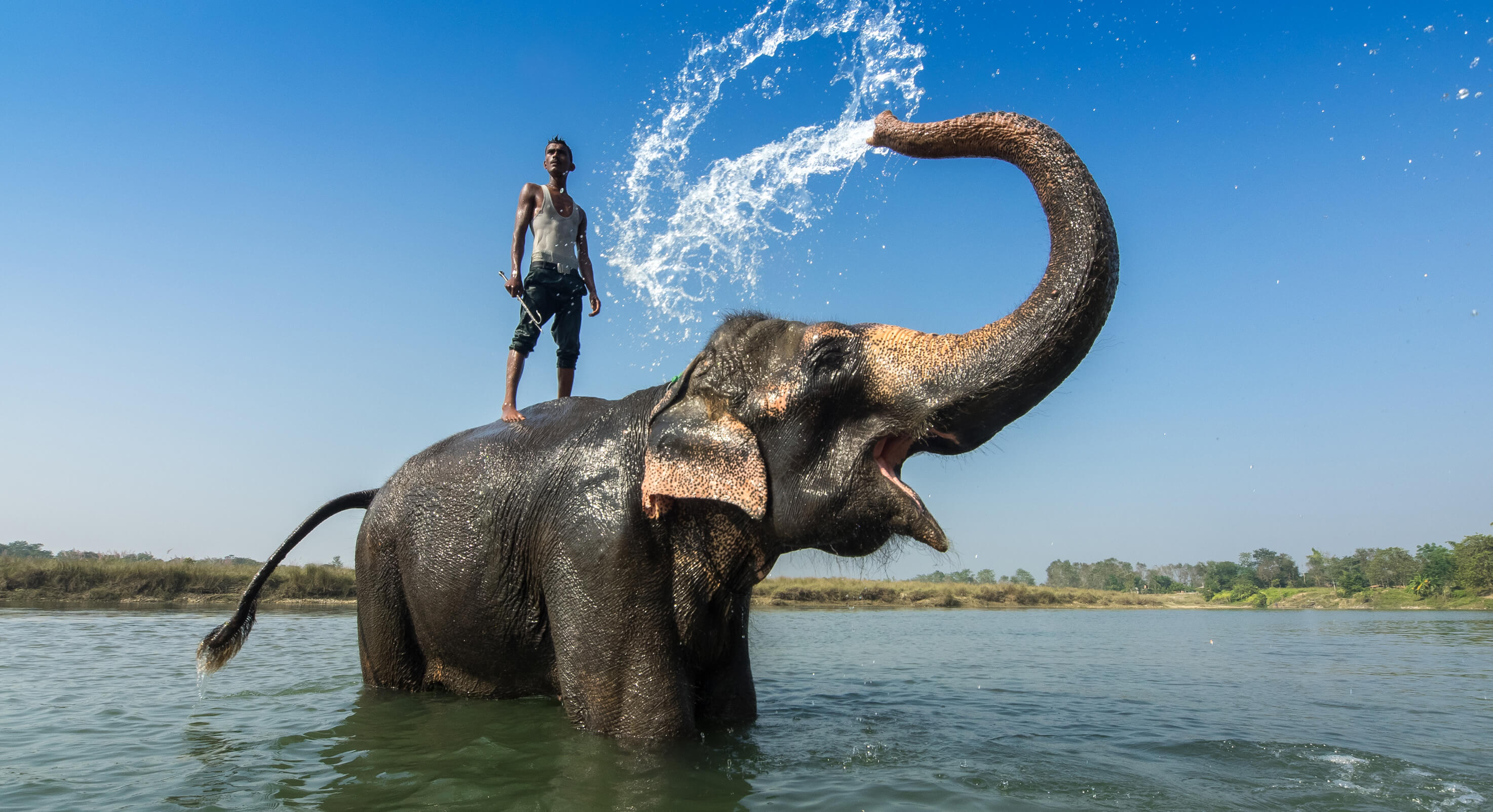 Elephant