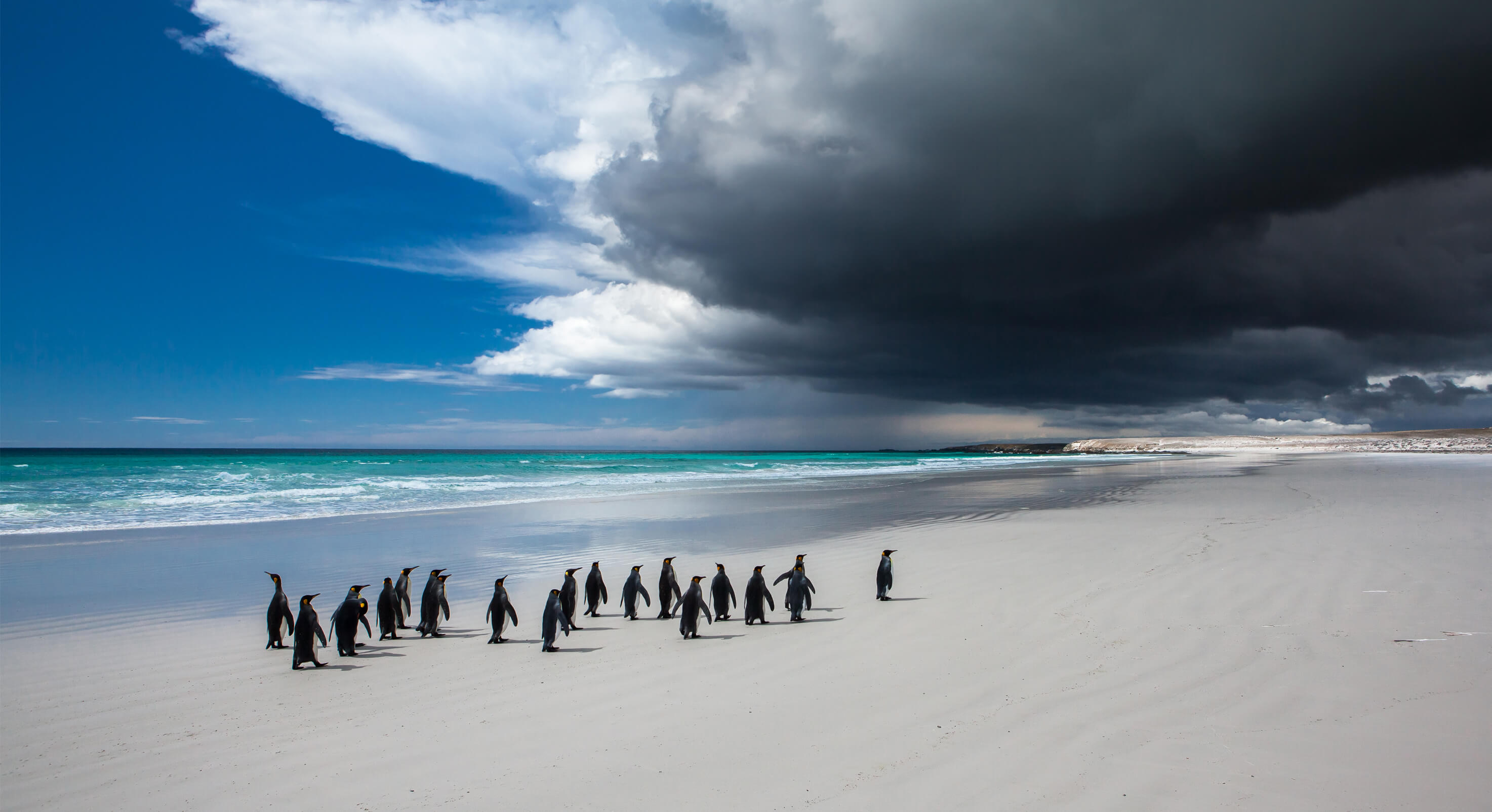 King-Penguins