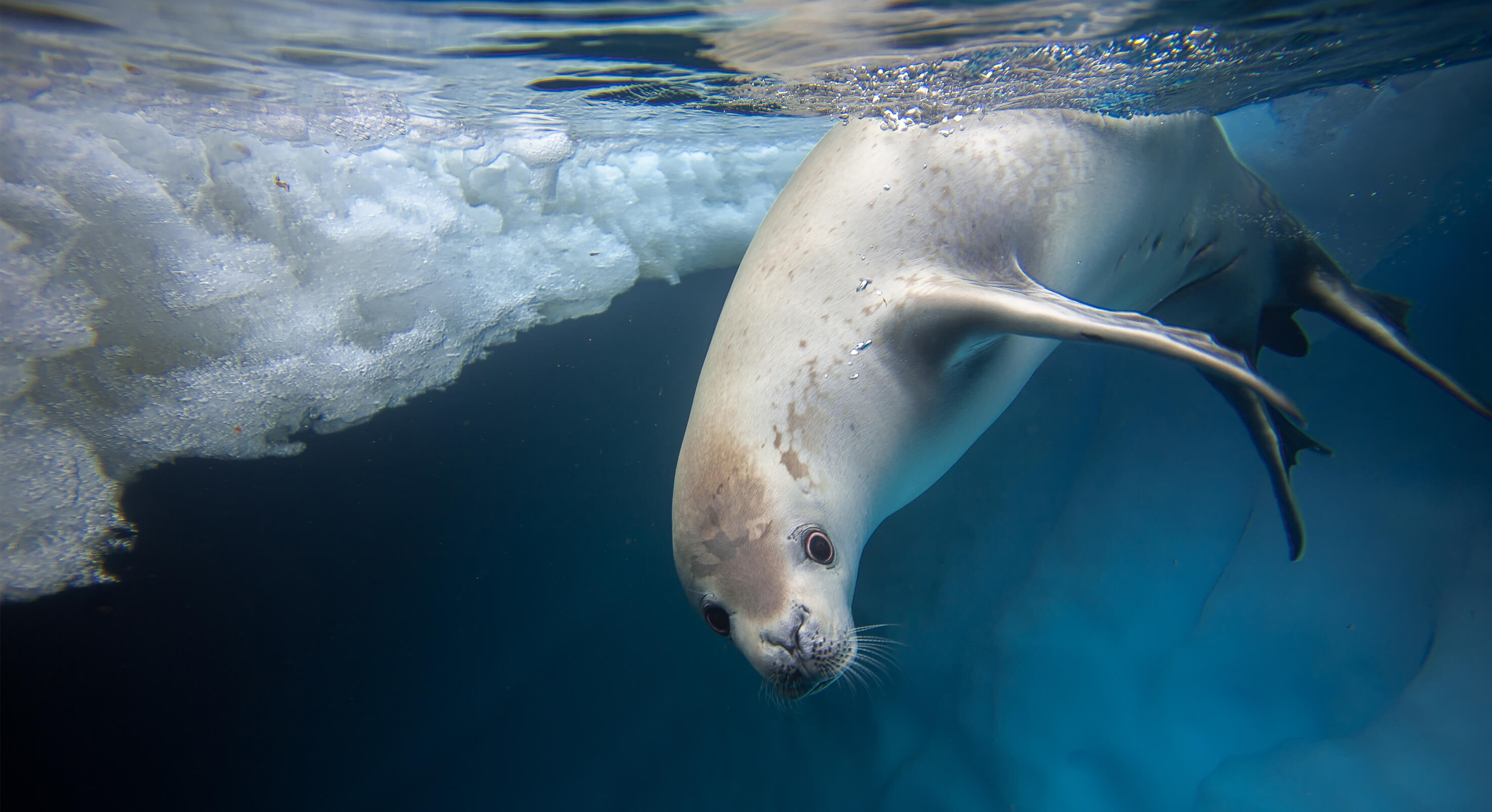 Seal-underwater