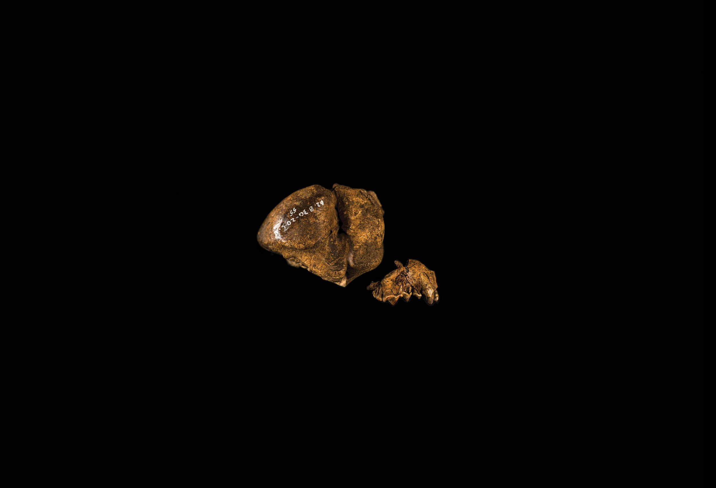 Faunal remains