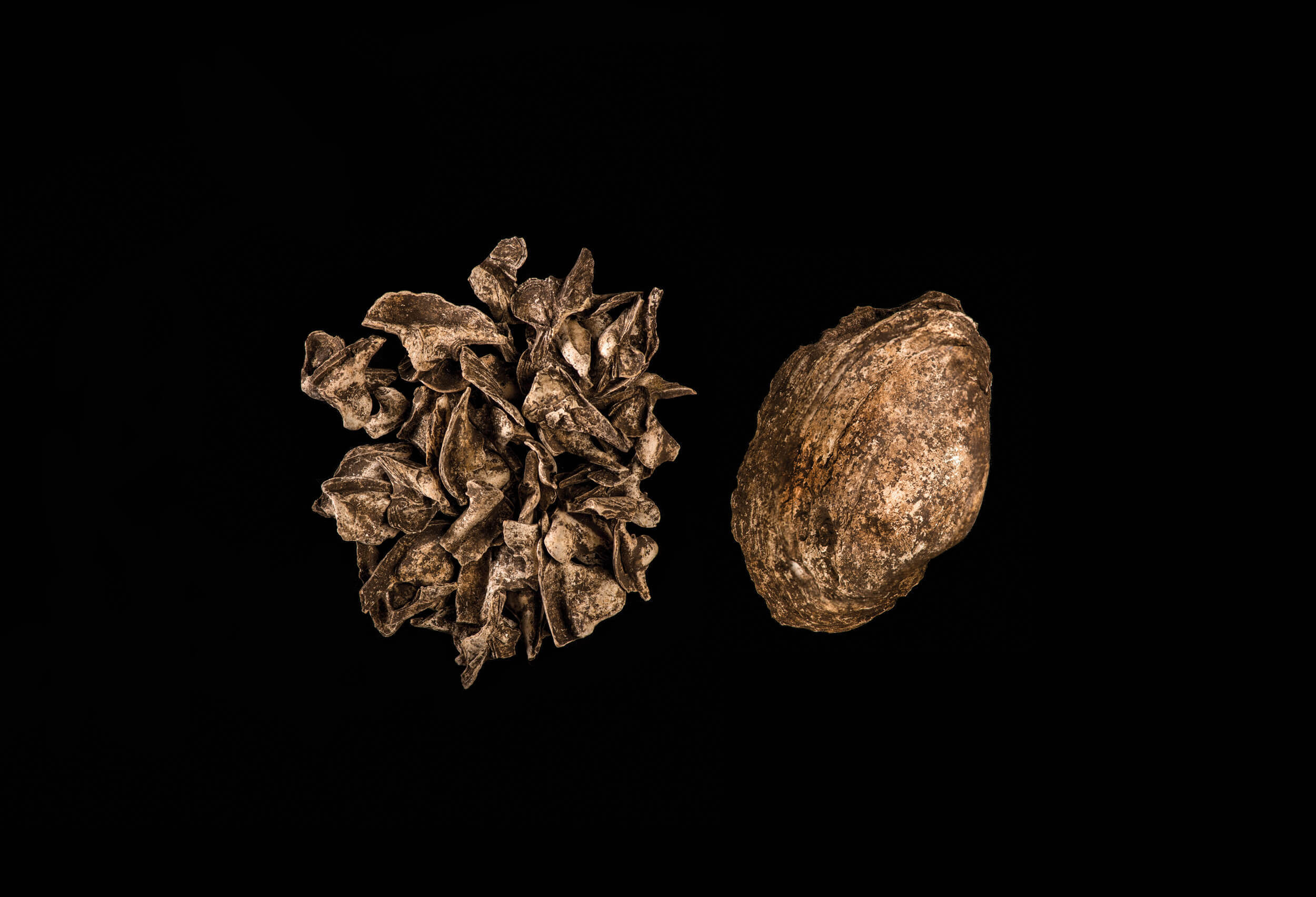 Shells