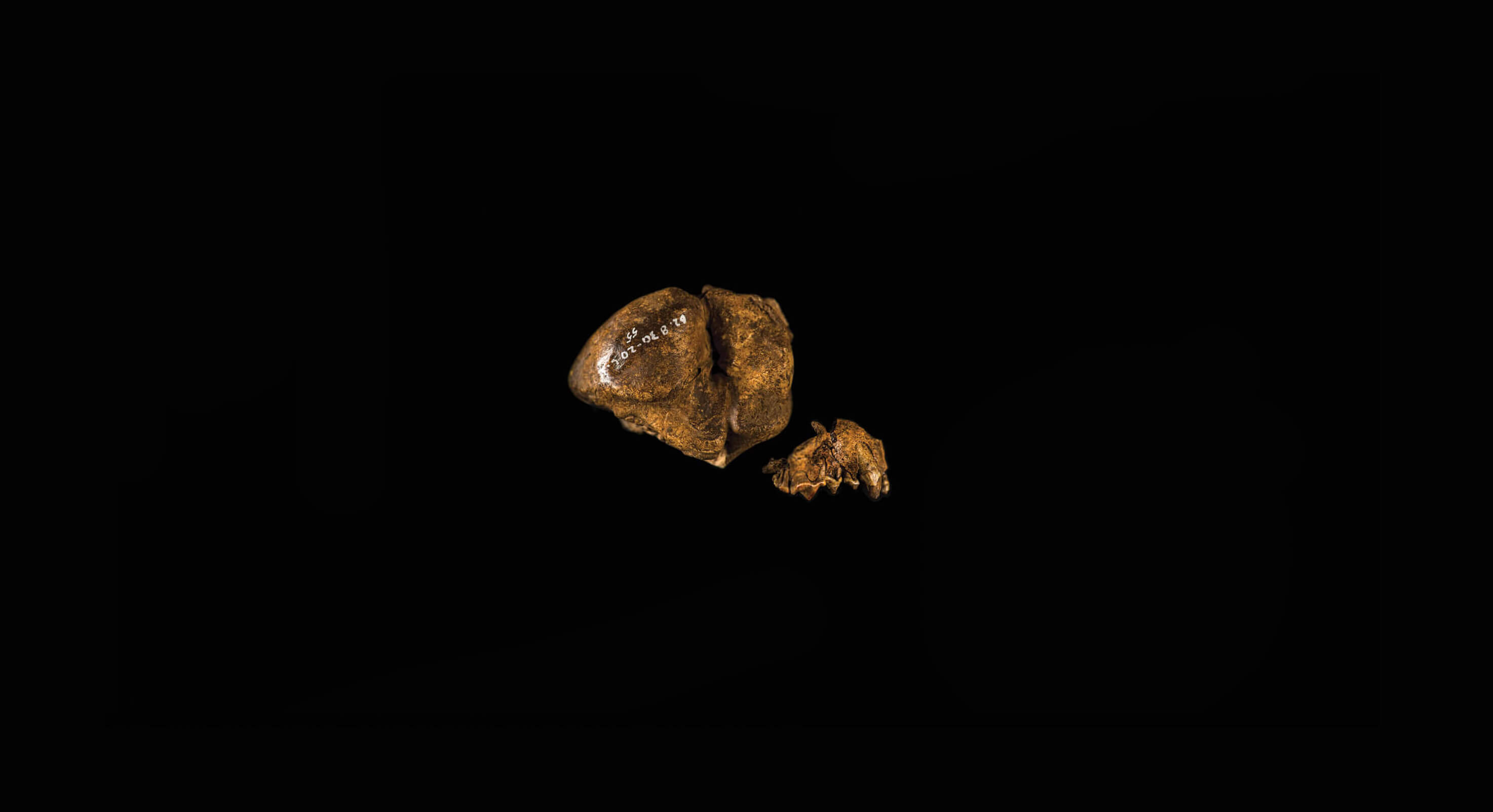 Faunal-remains-1-1