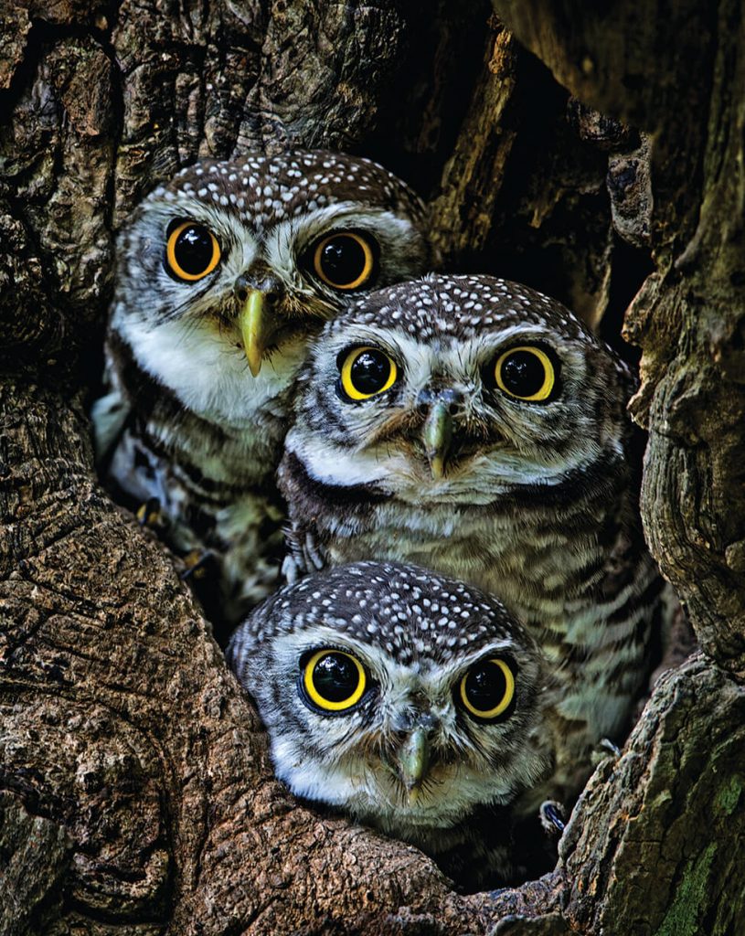 Owls