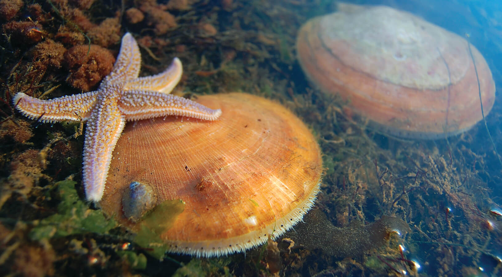 Scallops