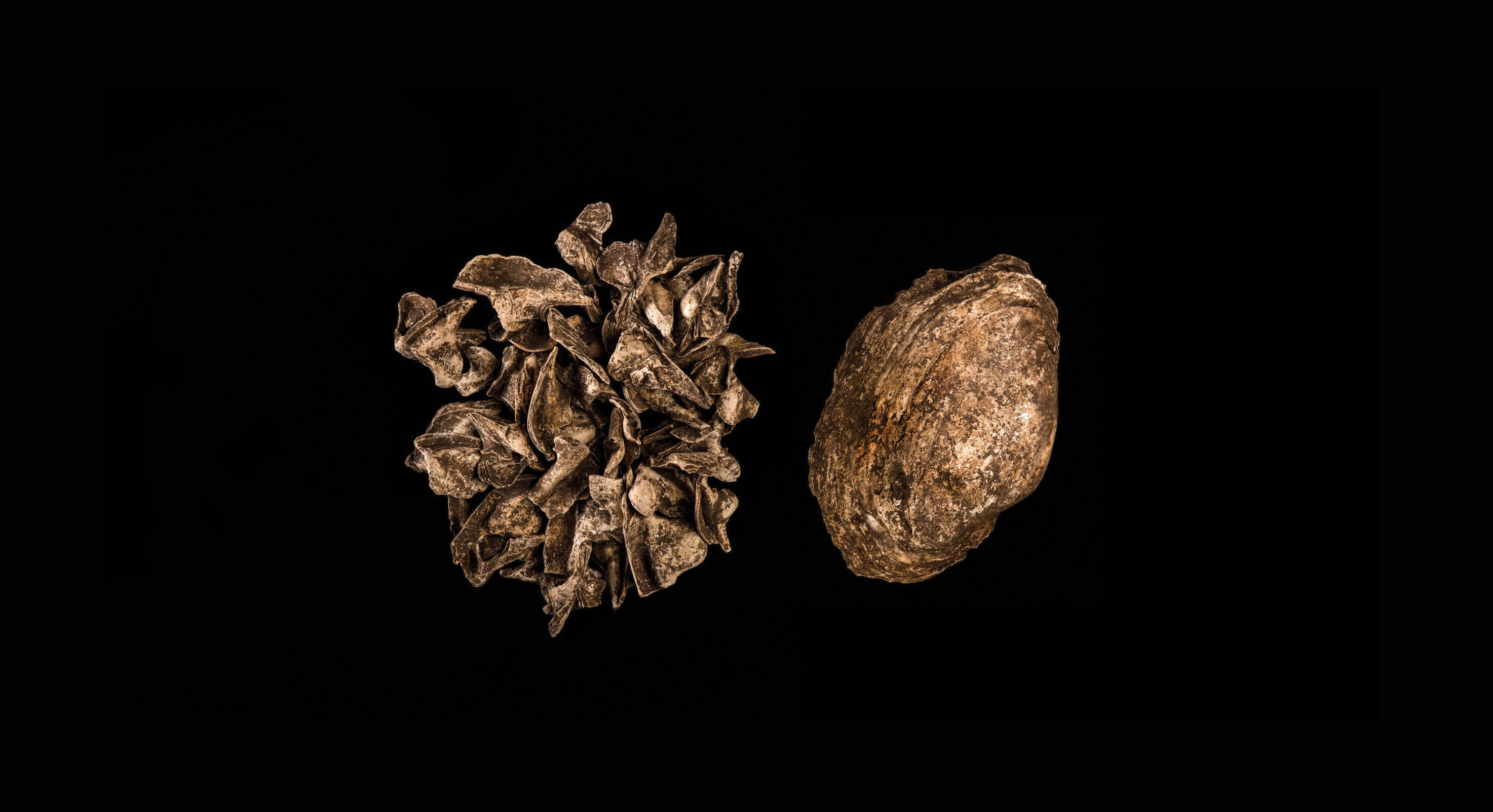 Shells-1-1