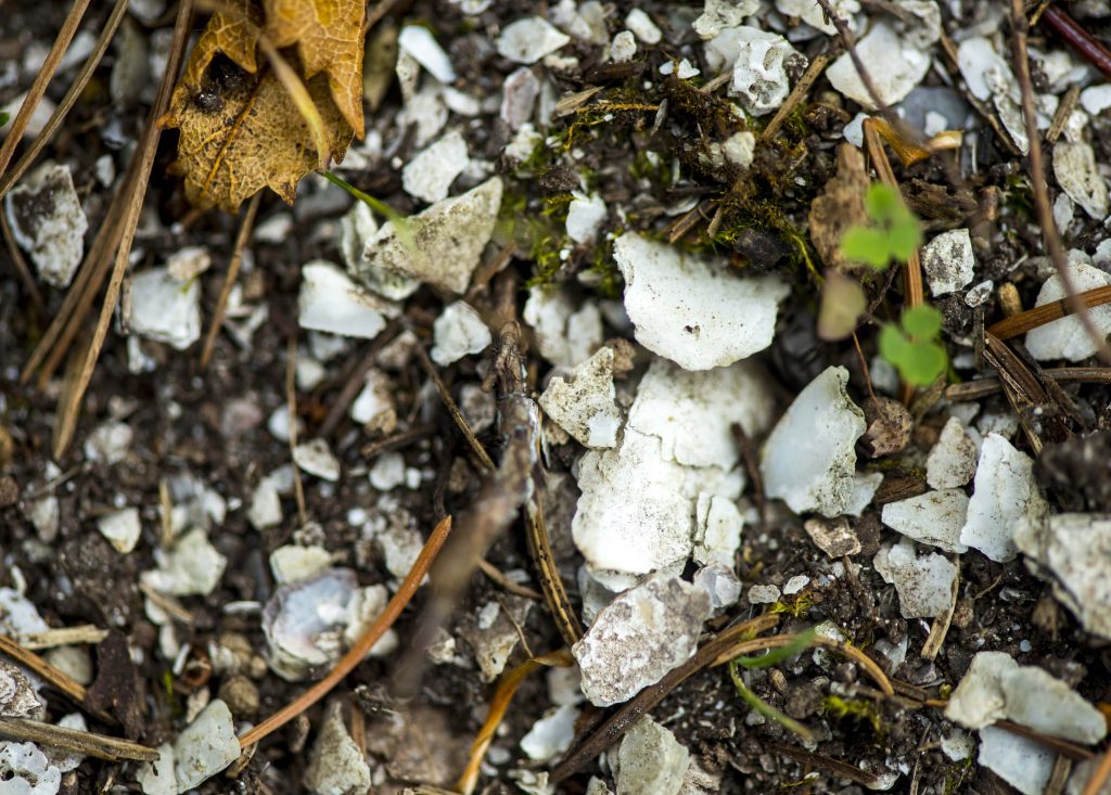 Shells in a midden