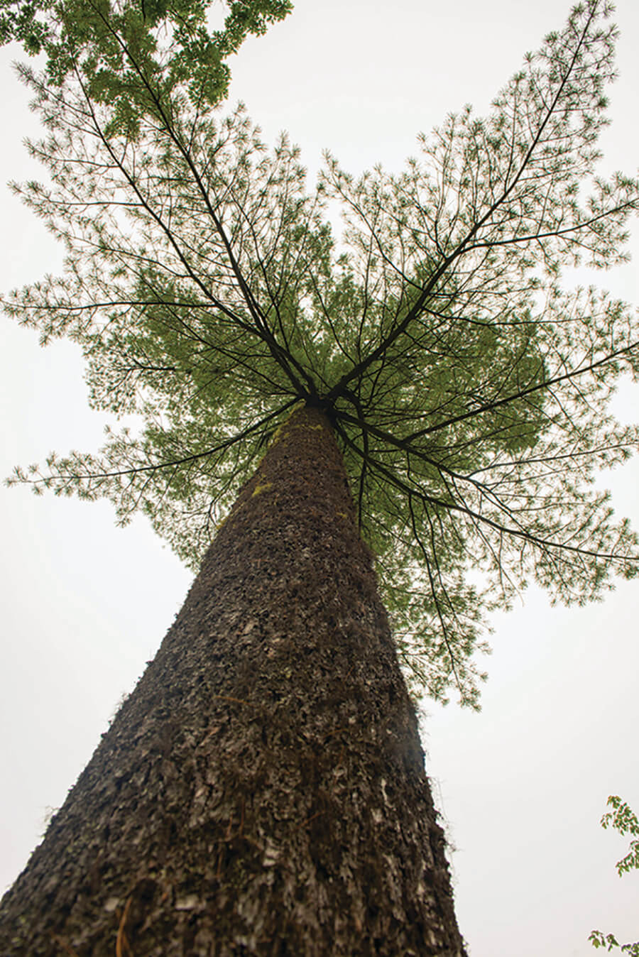 White Pine tree