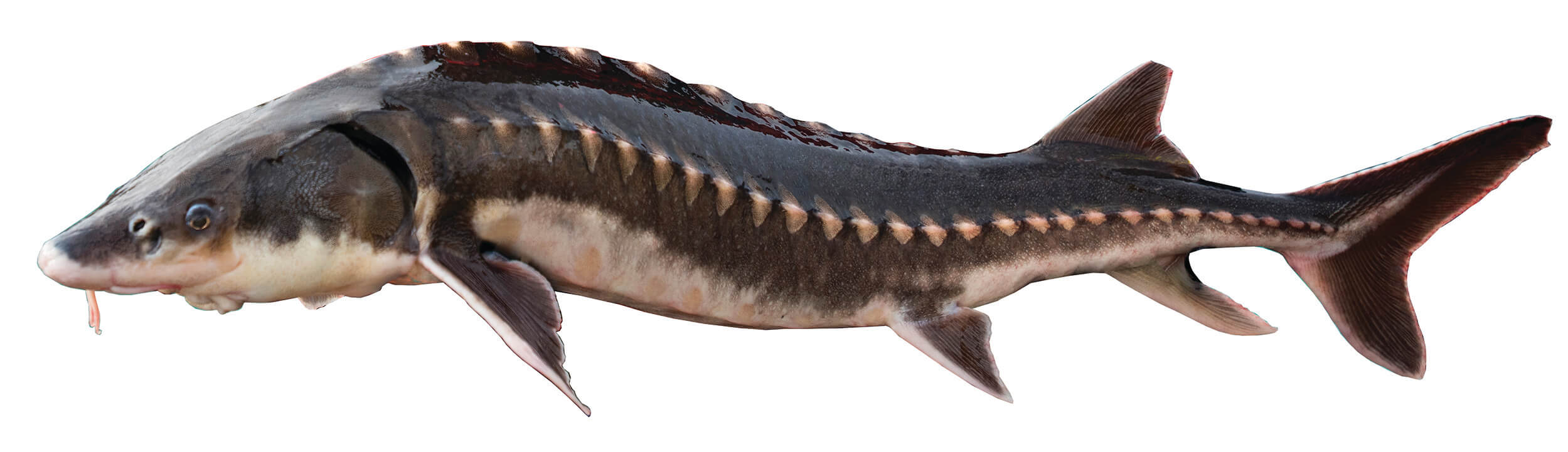 1,451 Royal Sturgeon Stock Photos, High-Res Pictures, and Images