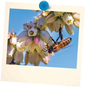 Bee on a flower