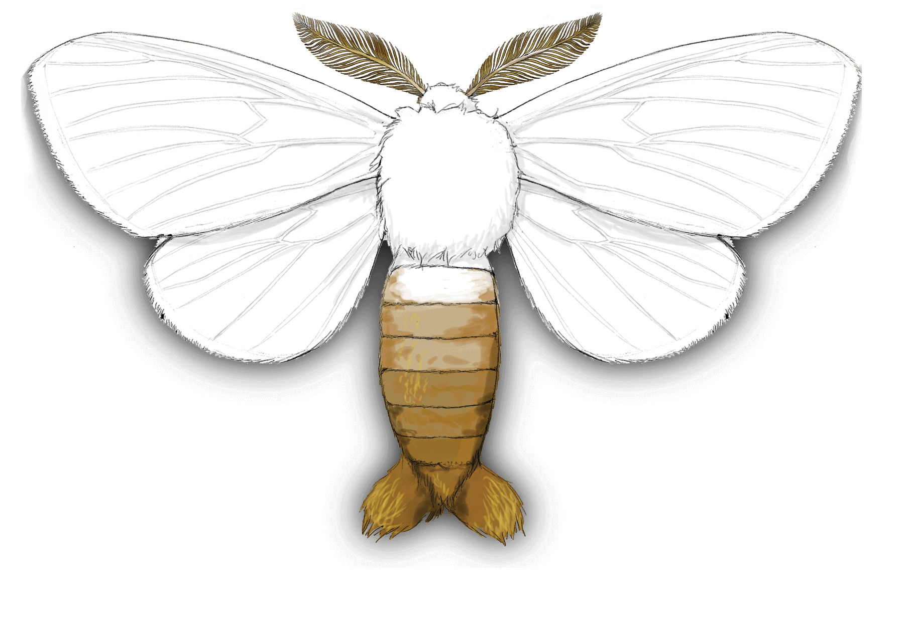 Brown-tail moth