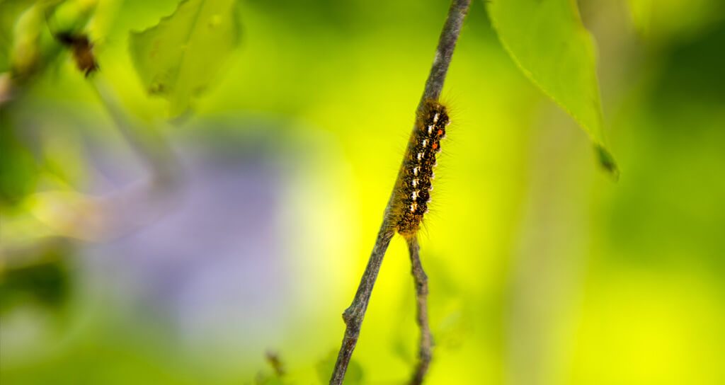 Brown-tail moth caterpillar