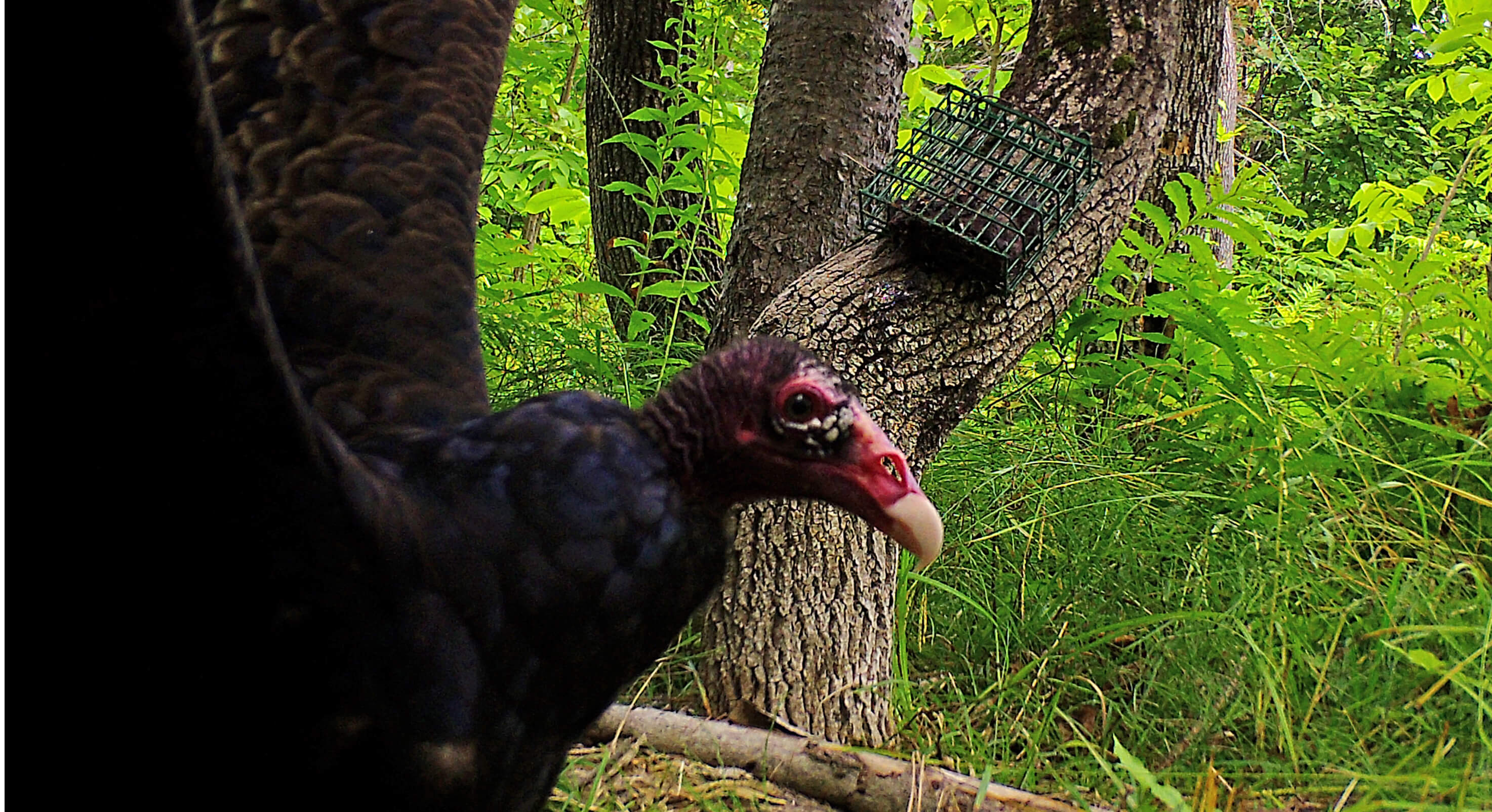 Turkey vulture