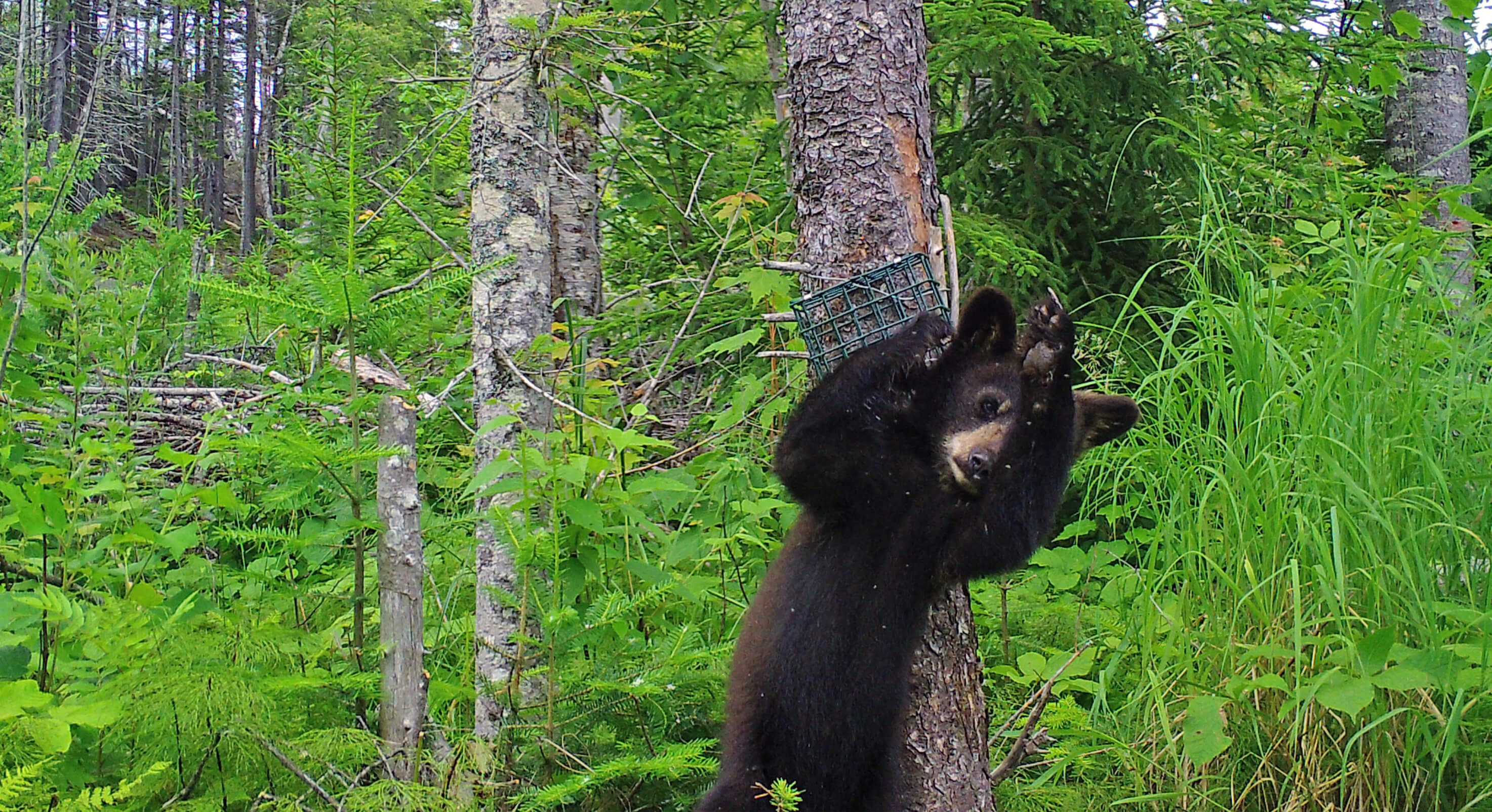 Bear cub