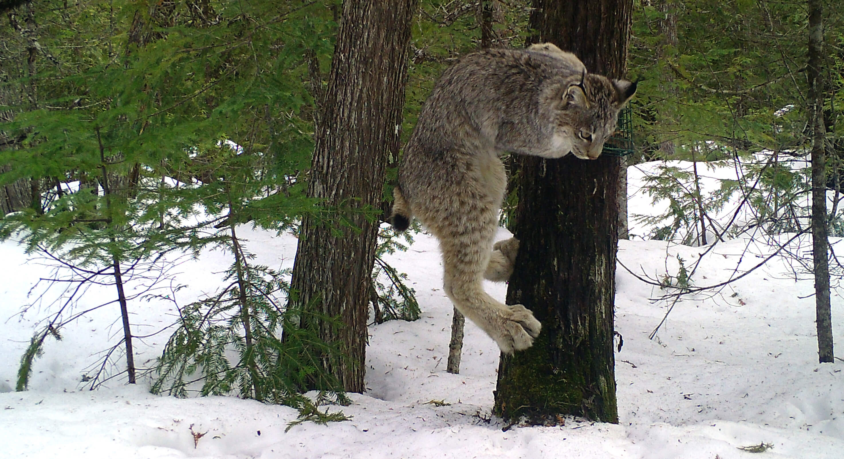 Lynx