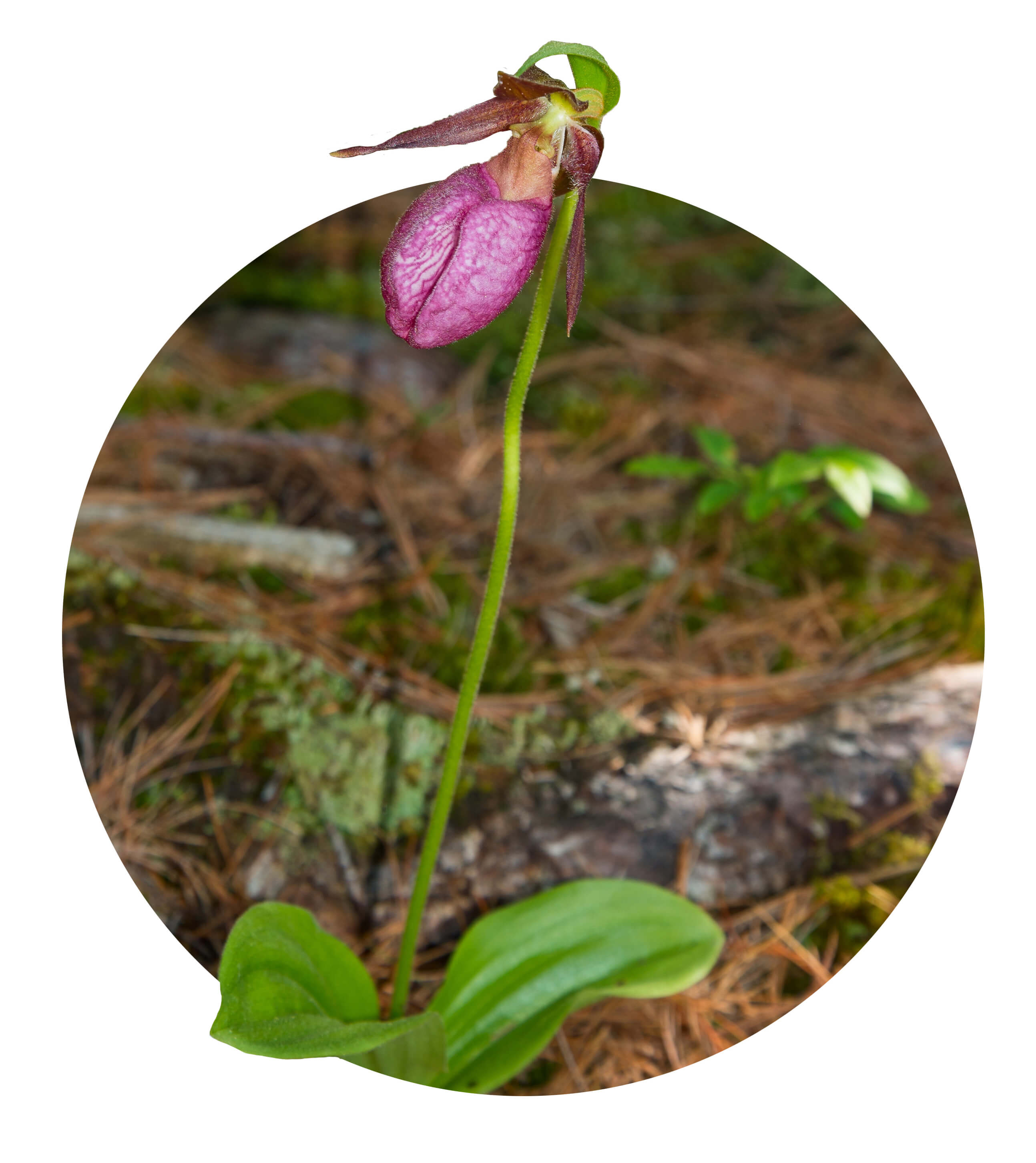 Ladyslippers