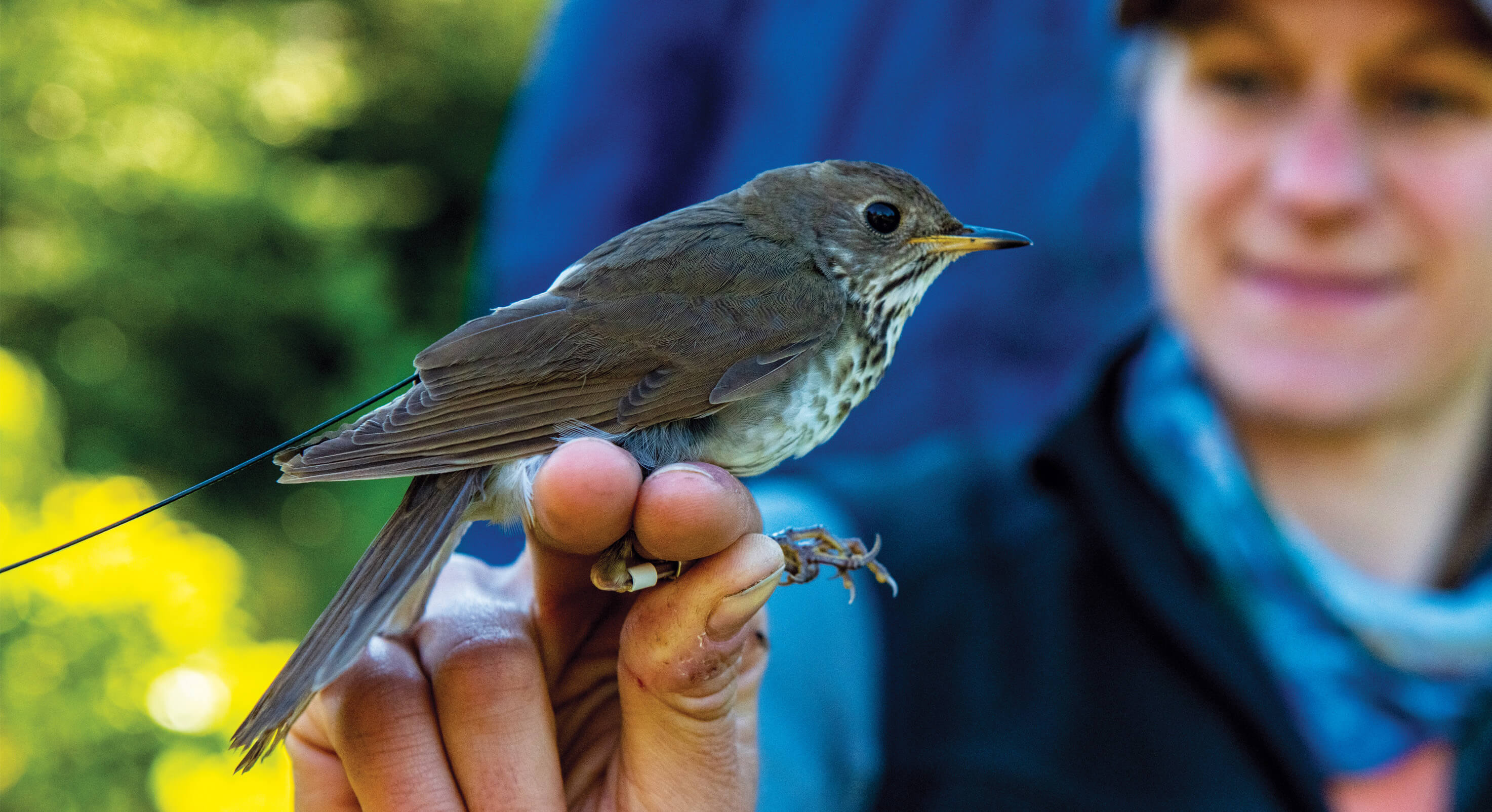 Thrush-Centered-image