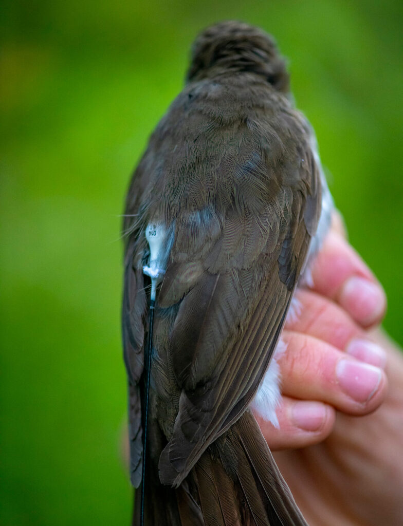 Bird with transmitter