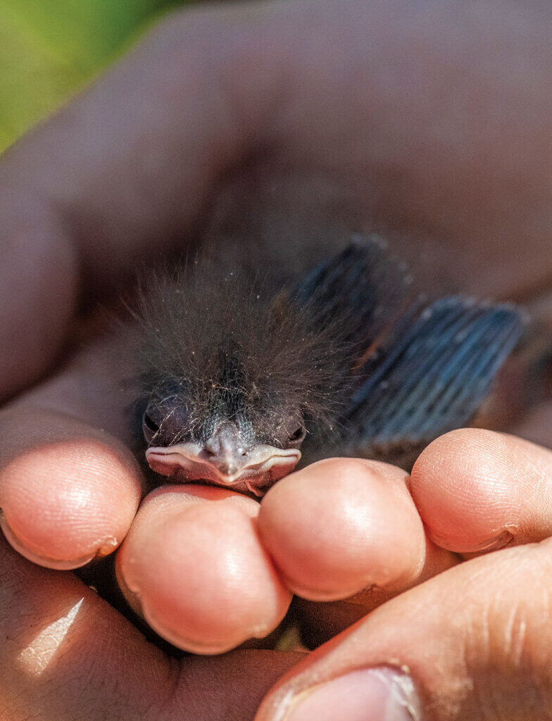 Bird in hand