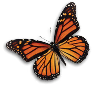 Monarch butterfly