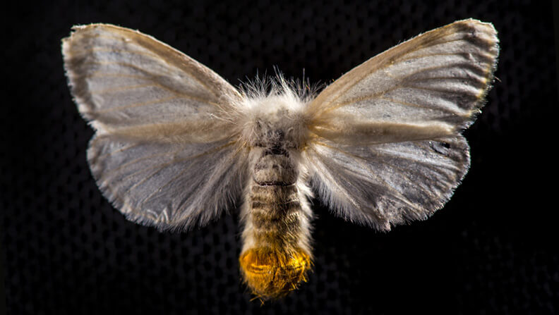 Brown-tail moth 